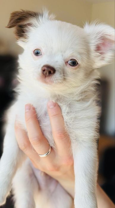 Śliczny Chihuahua chłopiec ** xs **