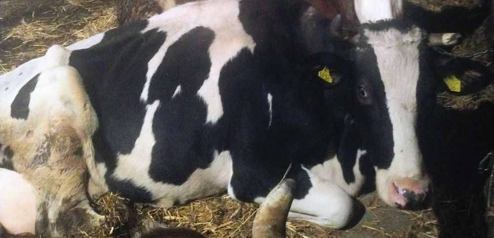 Likwidacja gospodarstwa krowa mleczna