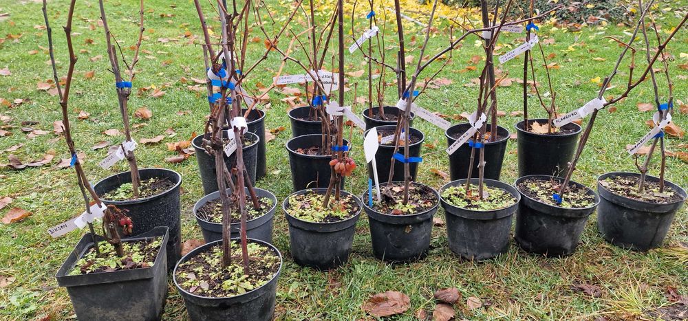 Winorośl deserowa wielkoowocowa