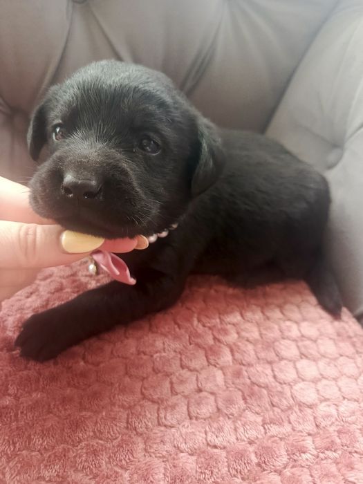 Śliczny piesek labrador Fokus