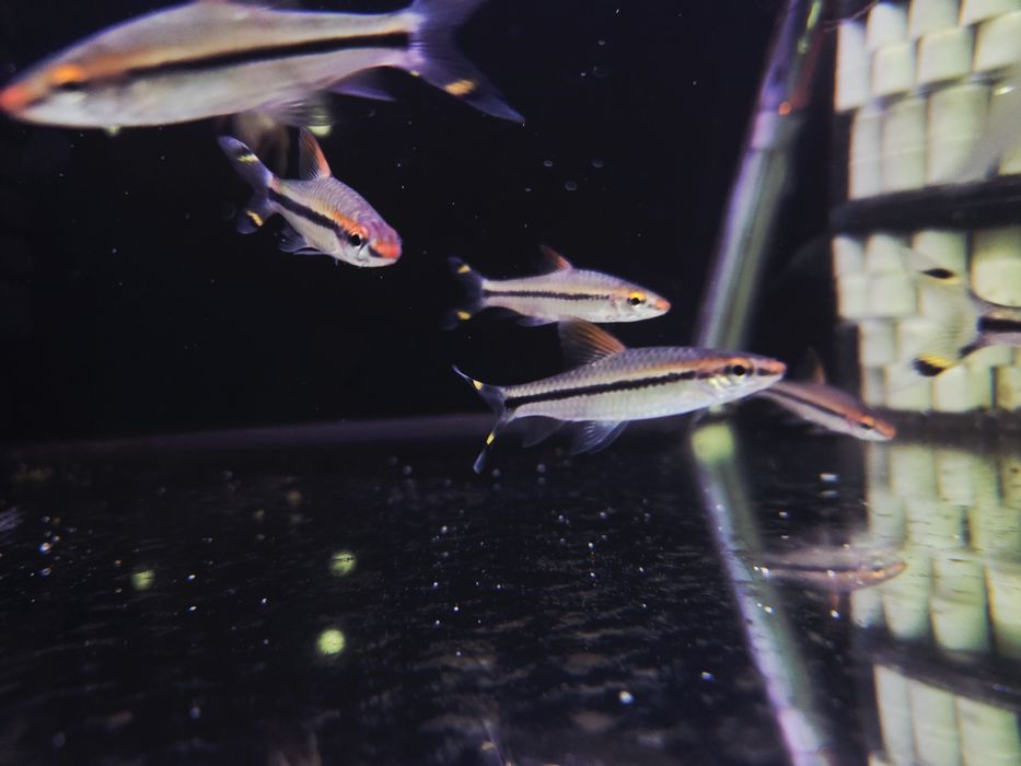 Brzanka denisona (puntius denisoni)