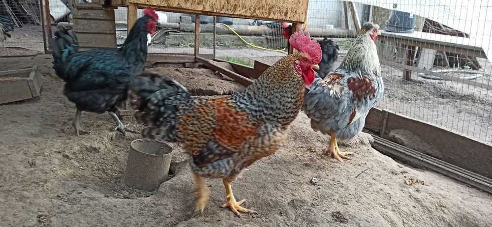 Домашні півні чубаті