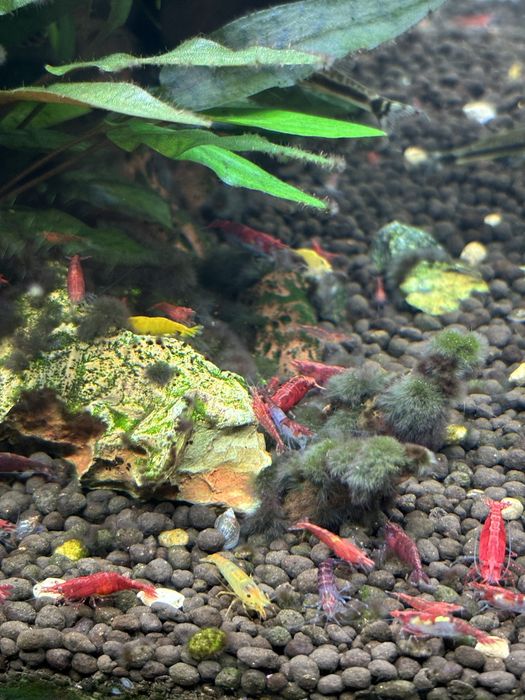 Krewetki Neocaridina davidi, Cherry Shrimp