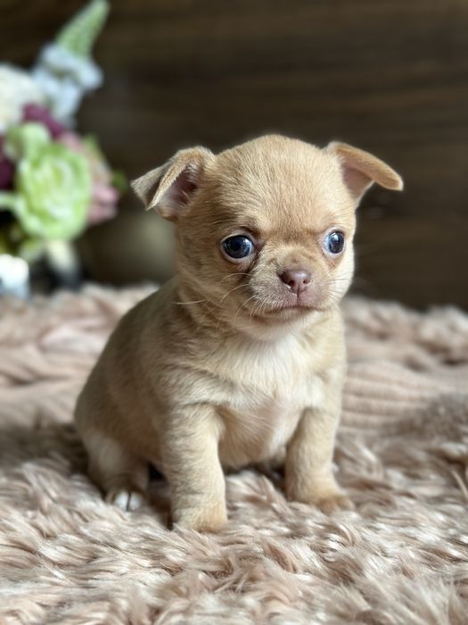 CHIHUAHUA dziewczynka mini :)