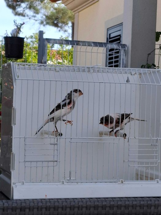 Canários Arlequim Português - Azeitão