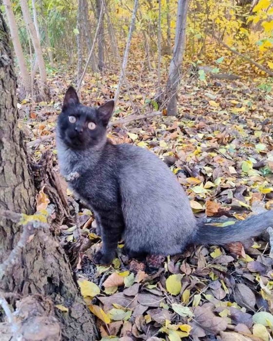 Шикарний котик в гарні руки! Окрас чорний попіл, попілястий