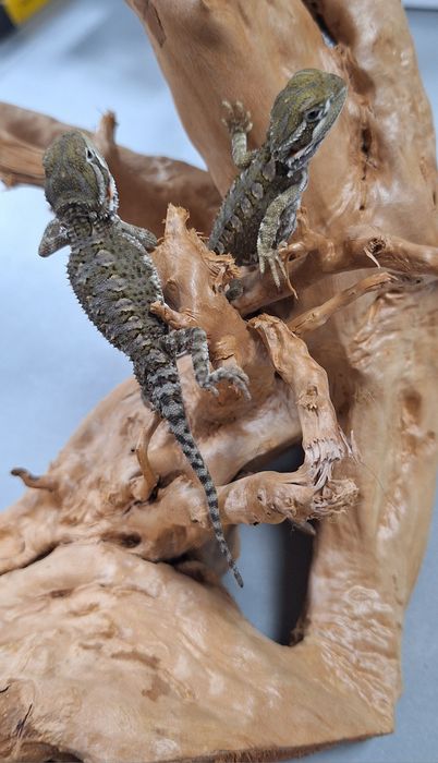 Agama brodata młoda Wołomin