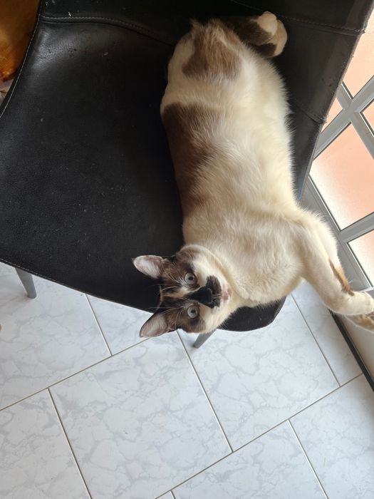 Doação de Gato responsável