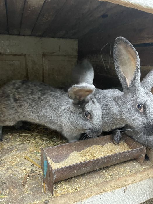 Продам Кролі Полтавське срібло та панон