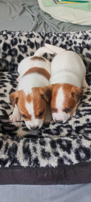 Jack Russell terrier -suczka