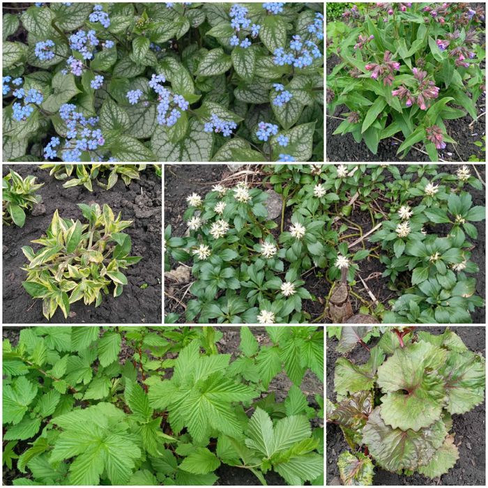 Продам многолетники со своего сада