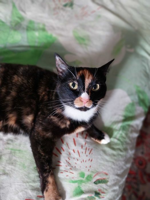 Отдам кошечку бесплатно