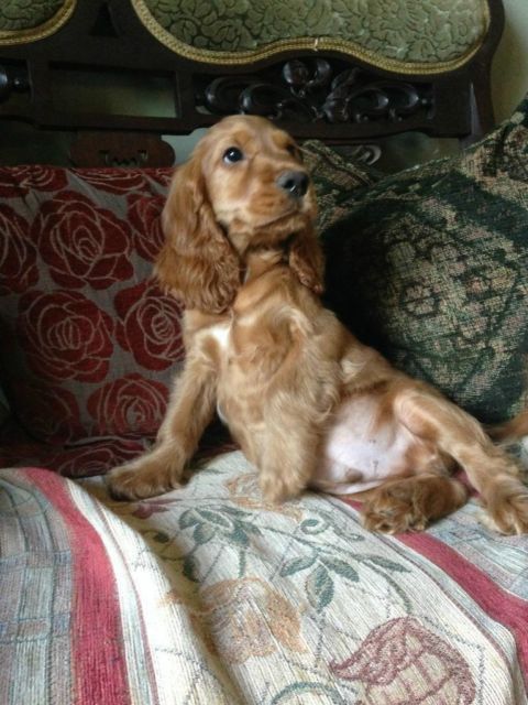 "Подаруйте дім англійським кокер-спанієлям"