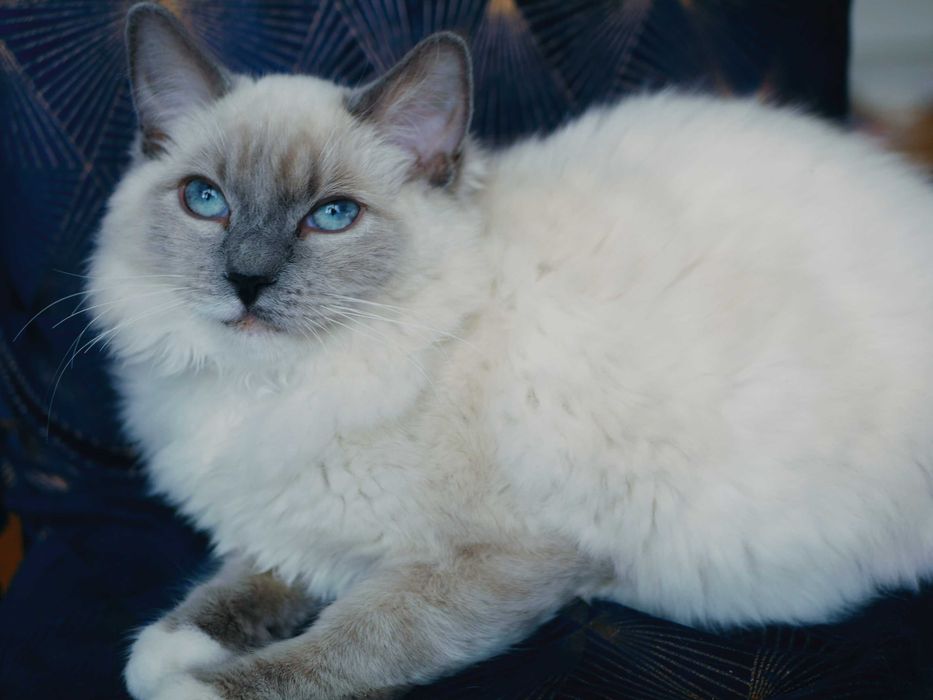 Kot Ragdoll kotka ,FPL, FIFE po Championie Sosnowiec • OLX.pl