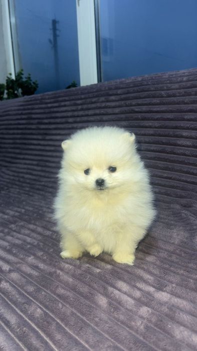 Маленький ведмедик