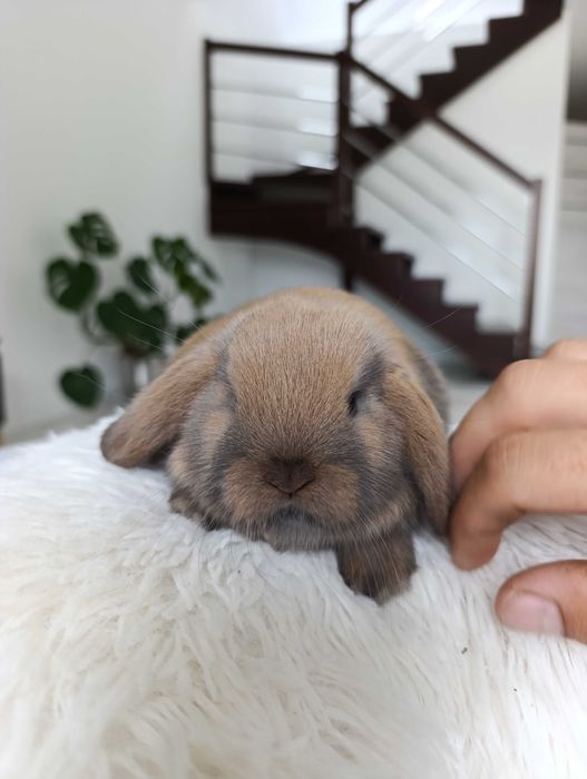 Mini lop karzelek Teddy hodowla zarejestrowana