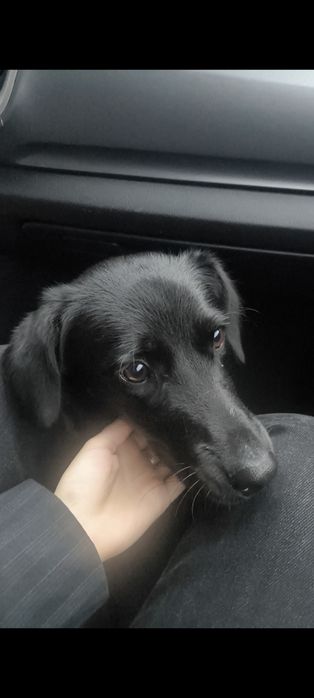 Chilo szuka cierpliwego i kochającego domu