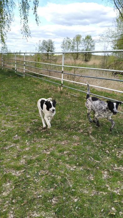 Szczeniak do adopcji - suczka