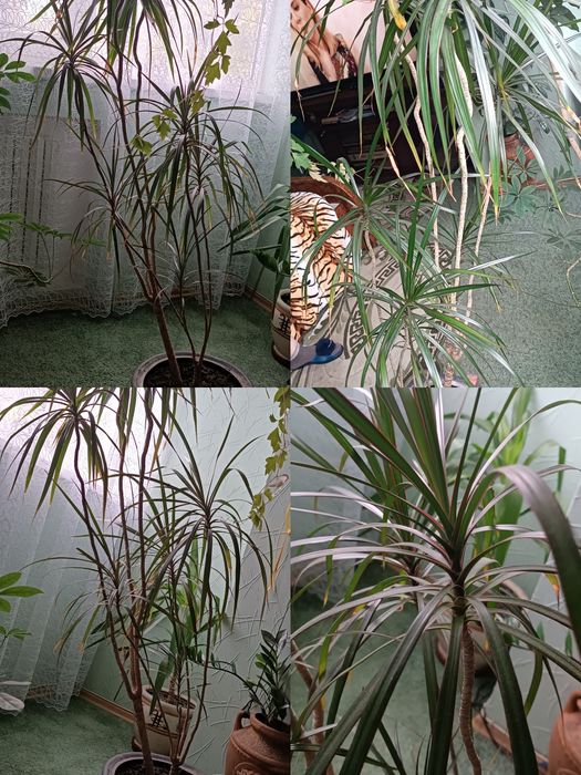 Продам вазони. Дорослі.