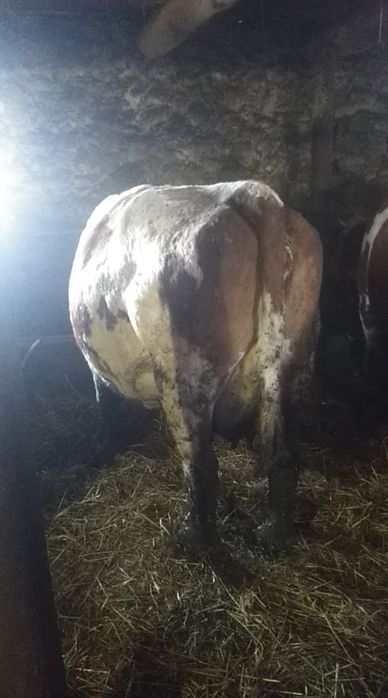 Продаем крс на постоянной основе!