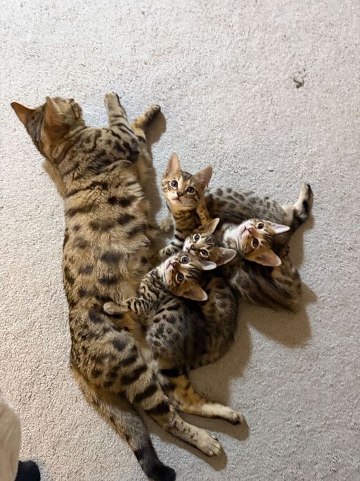 Бенгальский котенок Днепр