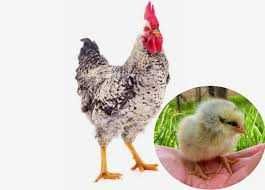 Яйце курей Мастер Грей для інкубації.