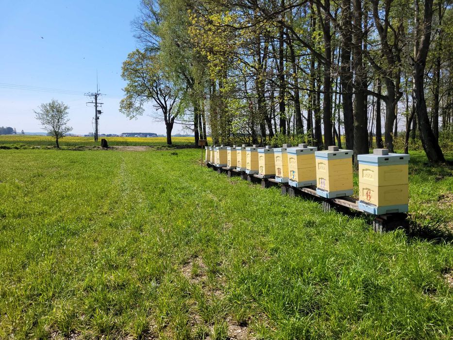 Sprzedam odkłady pszczele