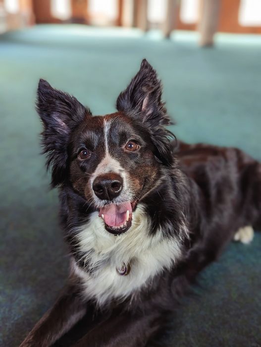 Дресирування собак онлайн, кінолог online