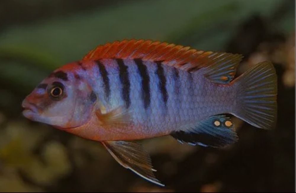 Labidochromis Hongi Sweden