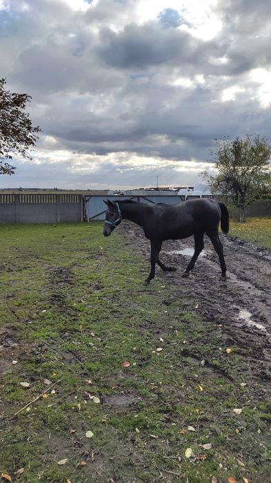 Klacz rasy śląskiej