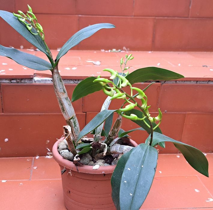 Orquidea Dendrobium Hilda Poxon