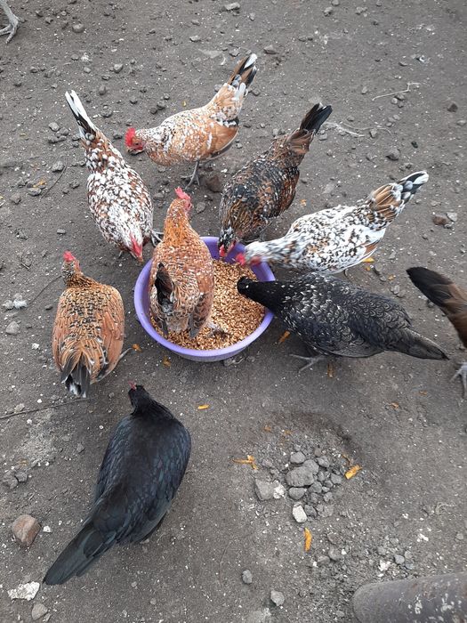 Бентамки (корольки мини куры