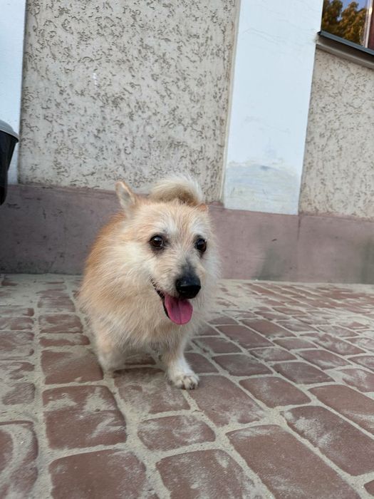 Собака хлопчик  Зиновій  9 кг Черкаси.