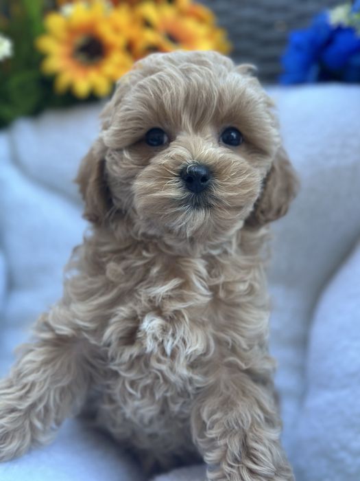 Дівчинка мальтіпу