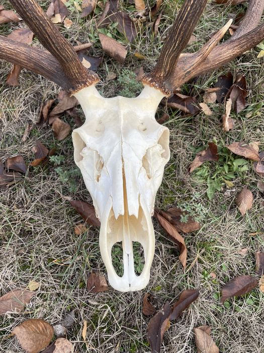 Trofeum wieniec jelenia 12-stak nieregularny poroże łoś nr 6