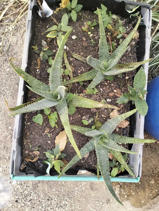 Planta Aloé Vera pequenas