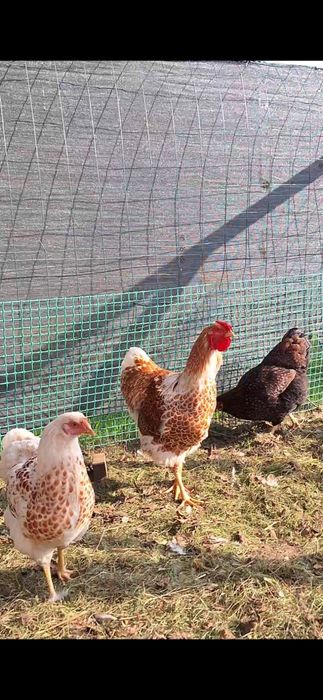 Kogut, jajka,  legbar cream,  czubatka polska, kogut zielononóżka