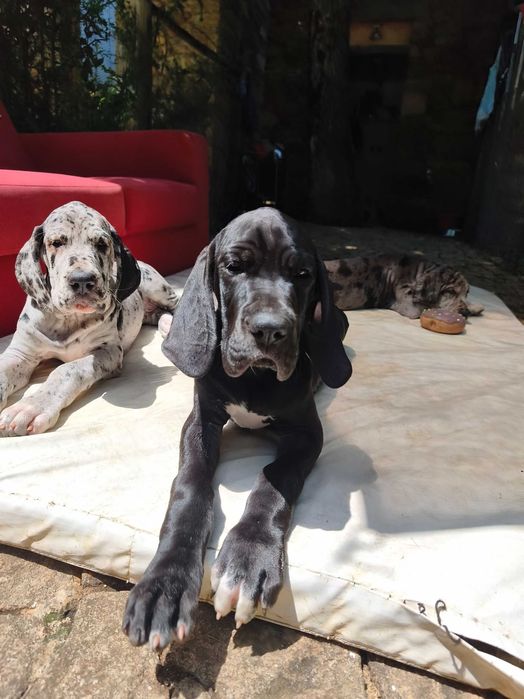 Dogue Alemão fêmea disponível