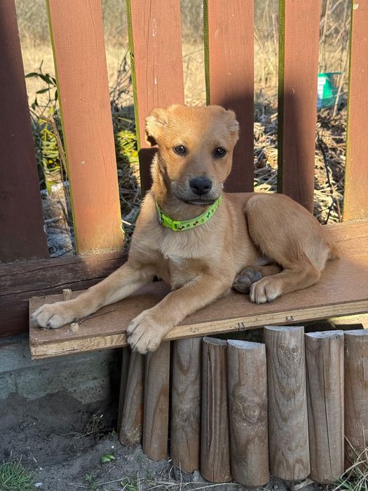 Pilnie oddam szczeniaka