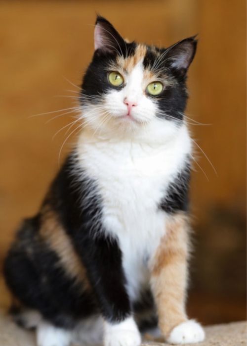 Милашка кошка Мерли 2 год, красивый котенок, кошечка, девочка