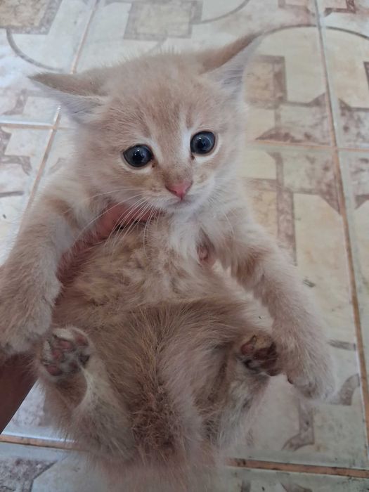 Продам дівчат, кошенята-близнюки.