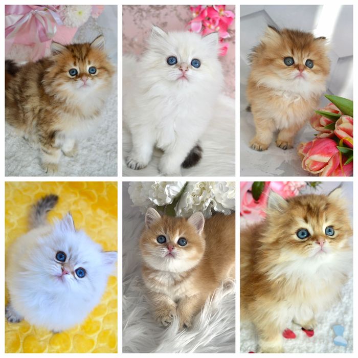 Британська золота шиншила