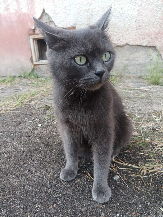 Кішечка в добрі руки