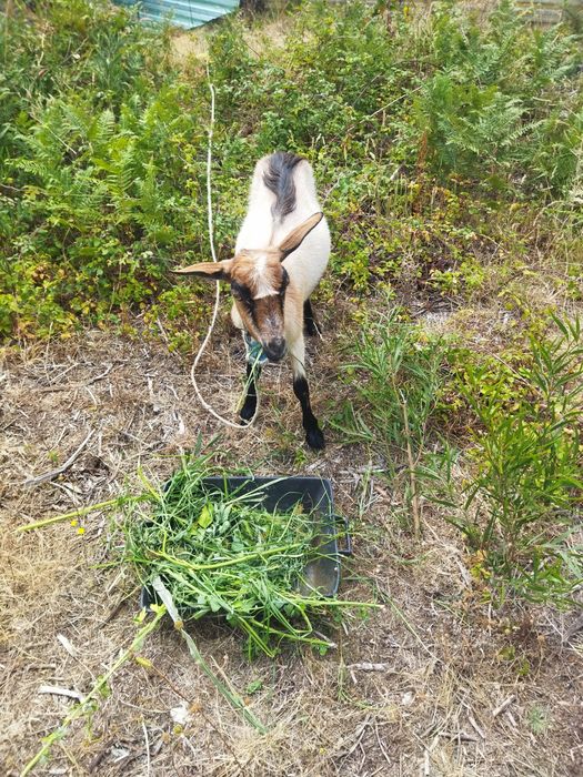 Vendo ou troco por cabras cabra está prenha de raça boa. Ideal para crianças