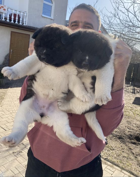 Амерекинська Акіта