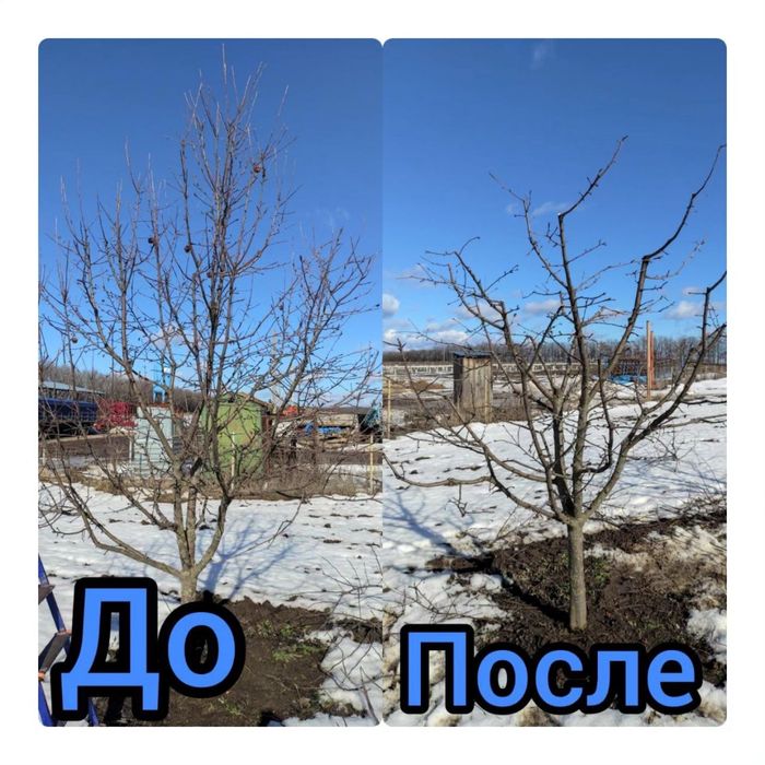 ОБРІЗКА САДУ (професійно)