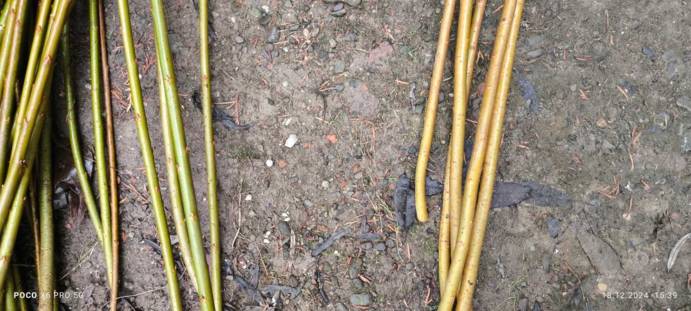 Лоза американка черенки