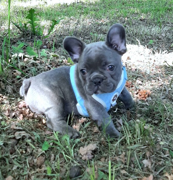 Buldog francusk piesek