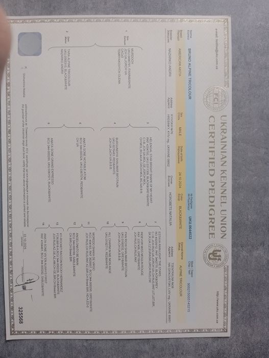 Акіта Американська В'язка.