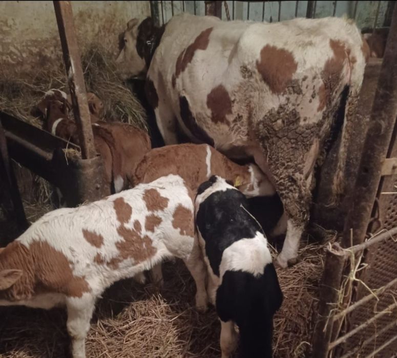 Byczki I jalowki ras mięsnych